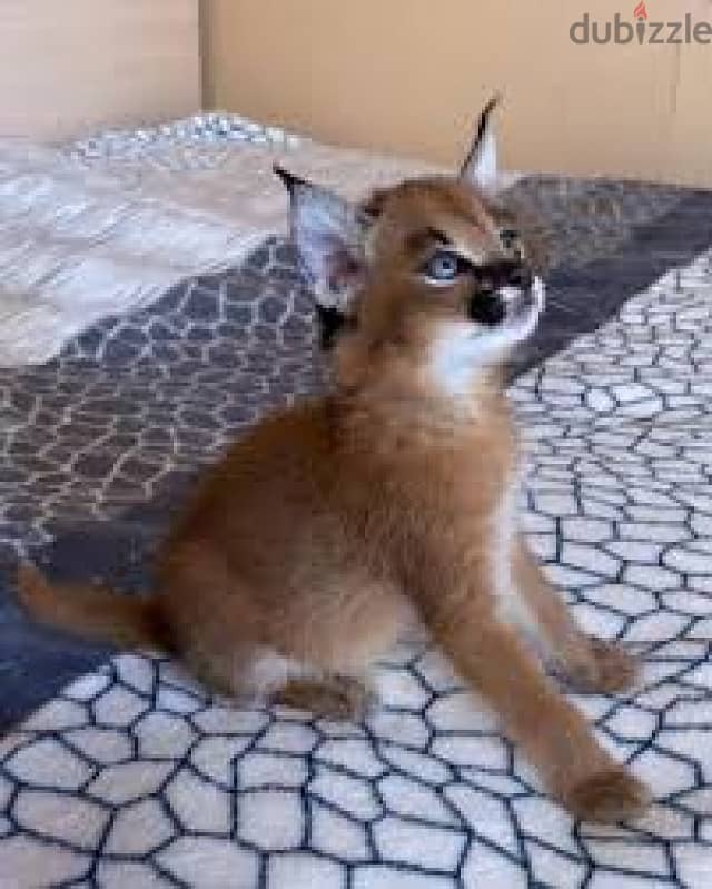 Whatsapp me +96555207281  Two Caracal cat for sale 4