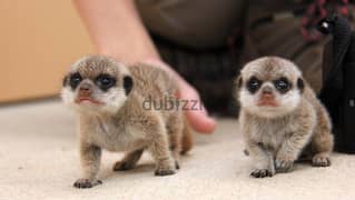 Whatsapp me +96555207281 Super cute baby meerkats for sale