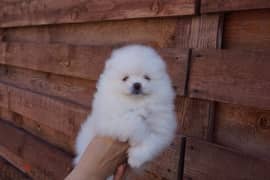 White Pomer,anian for sale