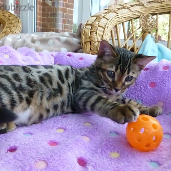 Whatsapp me +96555207281 Bengal kittens for sale 1