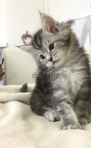 Whatsapp me +96555207281 Lovely Maine Coon kittens for sale 1
