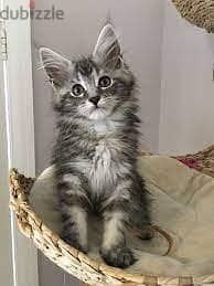 Whatsapp me +96555207281 Lovely Maine Coon kittens for sale 4