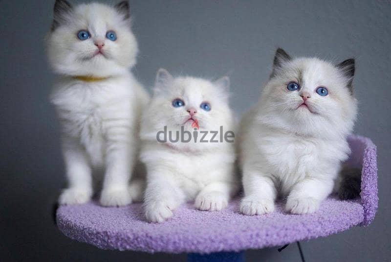 Whatsapp me +96555207281  Healthy Vaccinated Ragdoll kittens  for sale 2