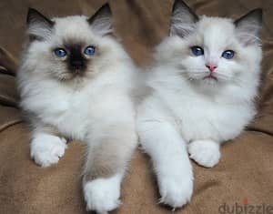 Whatsapp me +96555207281  Healthy Vaccinated Ragdoll kittens  for sale 3