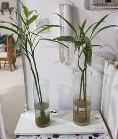 set of two lucky bamboo for only 6kd 0