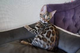 Bengal for sale . WHATSAPP. +1 (484) 718‑9164‬