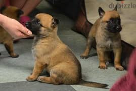 Whatsapp Me (+966 58392 1348) Belgian Malinois Puppies