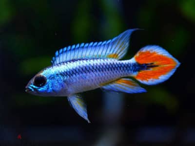 Selling Mikrogeophagus Ramirezi