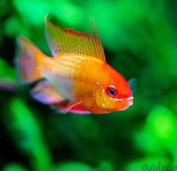 Selling Mikrogeophagus Ramirezi 1