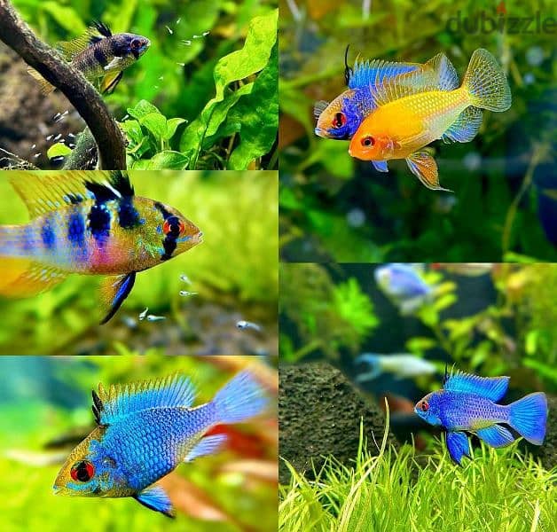 Selling Mikrogeophagus Ramirezi 2