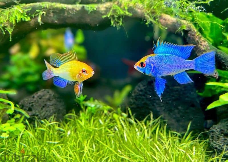 Selling Mikrogeophagus Ramirezi 3