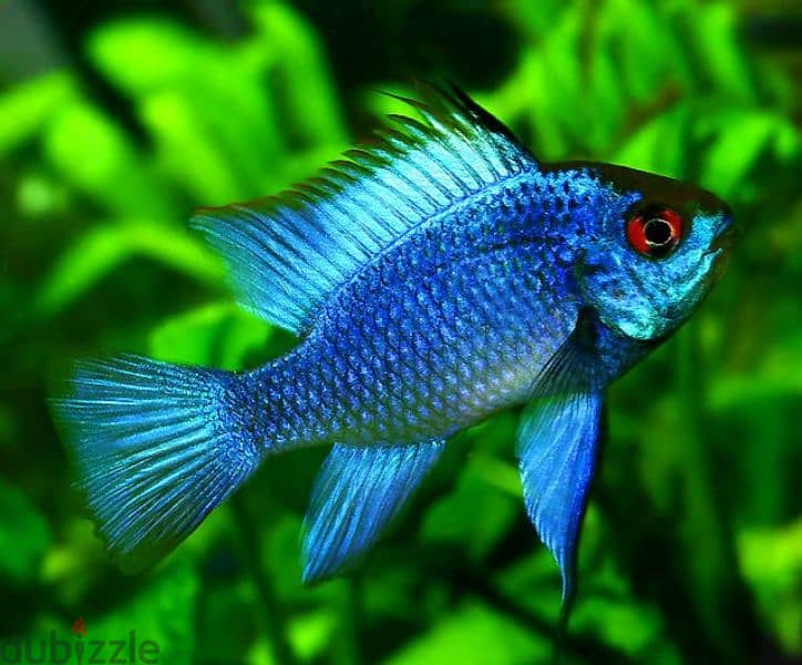 Selling Mikrogeophagus Ramirezi 4