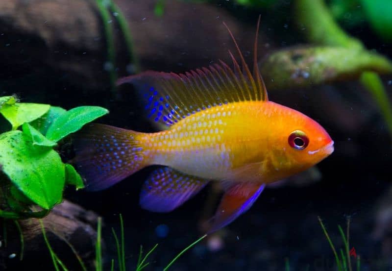 Selling Mikrogeophagus Ramirezi 5