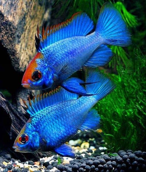 Selling Mikrogeophagus Ramirezi 6