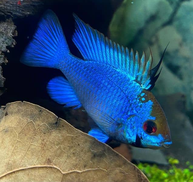 Selling Mikrogeophagus Ramirezi 8