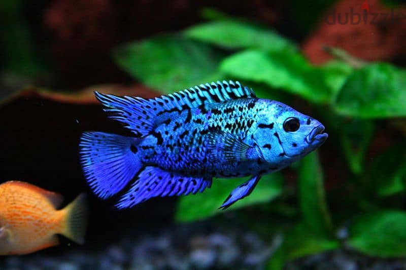 Selling Mikrogeophagus Ramirezi 9