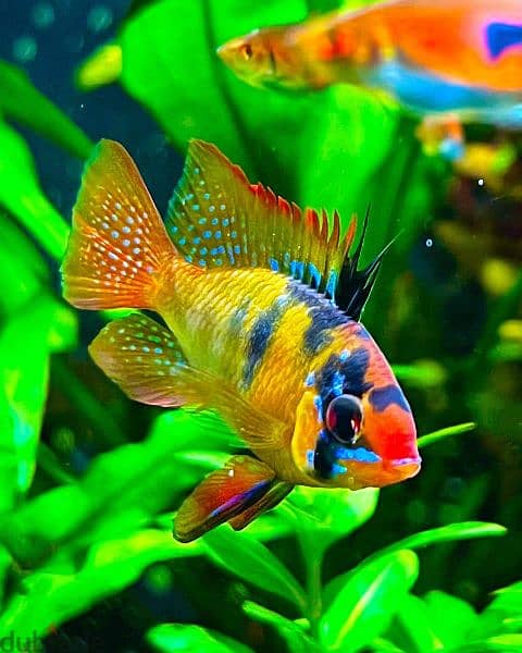 Selling Mikrogeophagus Ramirezi 11