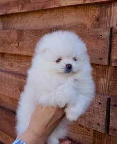 White female Pom puppy . . WHATSAPP. +1 (484) 718‑9164‬