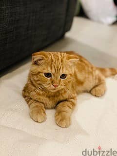 Kitten avaiable for adoption