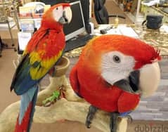 Whatsapp me +96555207281 Two Scarlet Macaw for sale