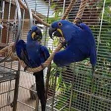 Whatsapp me +96555207281 Talking cute  Hyacinth Macaw parrots