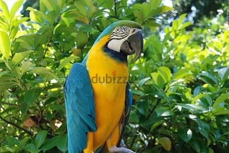 Whatsapp me +96555207281 Nice Blue and gold macaw parrots 1