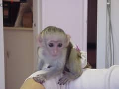 Whatsapp me +96555207281 Male and female Capuchin Monkeys 0