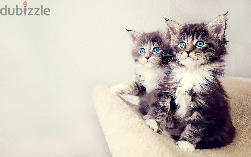 Whatsapp me +96555207281 American Bobtail kittens for sale 1