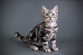 Whatsapp me +96555207281 American Shorthair kittens for sale 0