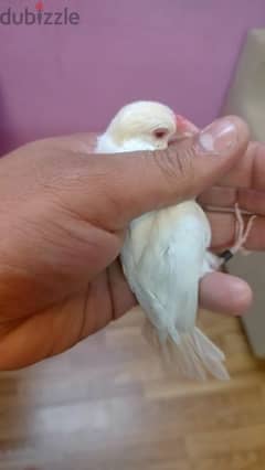 White sparrow java female. Fawn Java male. . for sale with cage. 0