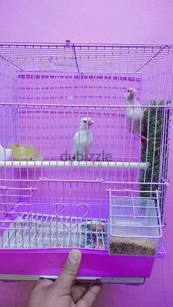 White sparrow java female. Fawn Java male. . for sale with cage. 3