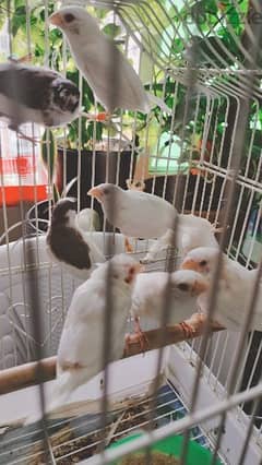 Albiono society Finch parents Chiks with cage. with egg. 0