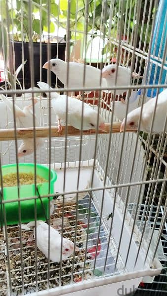 Albiono society Finch parents Chiks with cage. with egg. 1