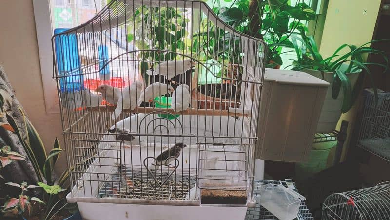 Albiono society Finch parents Chiks with cage. with egg. 2