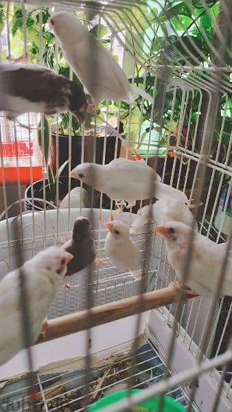Albiono society Finch parents Chiks with cage. with egg. 3