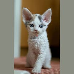 Whatsapp me +96555207281 Devon Rex kittens for sale