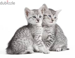 Whatsapp me +96555207281 Egyptian Mau kittens for sale