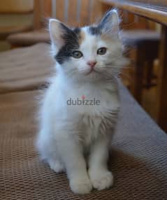 Whatsapp me +96555207281 Japanese Bobtail kittens for sale 0