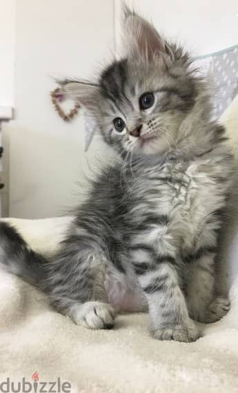 Whatsapp me +96555207281 Maine Coon kittens for sale 4