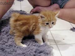 Whatsapp me +96555207281 Manx kittens for sale