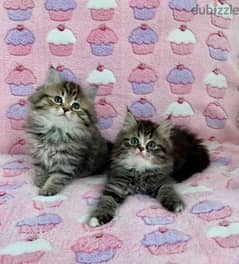 whatsapp me +96555207281 Siberian kittens for sale