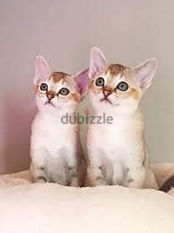 Whatsapp me +96555207281 Singapura kittens for sale