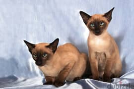 Whatsapp me +96555207281 Tonkinese kittens for sale