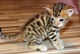 Whatsapp me +96555207281 Toyger kittens for sale 0