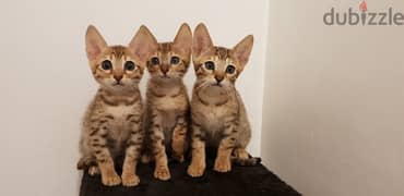 Whatsapp me +96555207281 Good Savannah kittens for sale 0