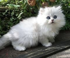 Whatsapp me +96555207281 Friendly Cute Chinchilla kittens  for sale