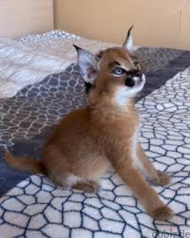 Whatsapp me +96555207281 Vaccinated Caracal kittens  for sale 3