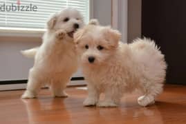 Whatsapp me +96555207281 Coton de Tulear puppies for sale