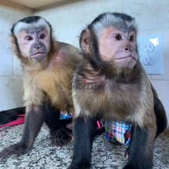 Capuchin monkey Available// whatsapp +971 55 254 3679