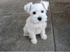 Whatsapp me +96555207281 Miniature Schnauzer  puppies for sale